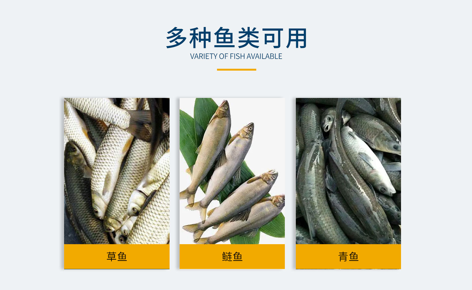 大型魚類切頭機，單通道切頭機，雙通道切頭機，鰱魚切頭機，黃魚切頭機，鲅魚切頭機，各種魚類切頭機