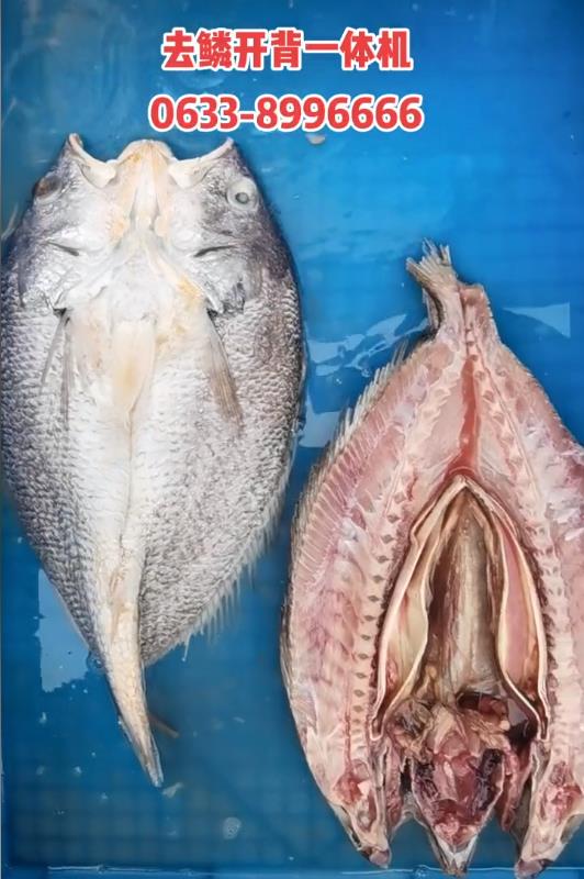 去鱗開背一體機，全自動多功能商用殺魚機，大黃魚、草魚、鰱魚……適用于多種魚類