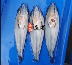 冰魚開背