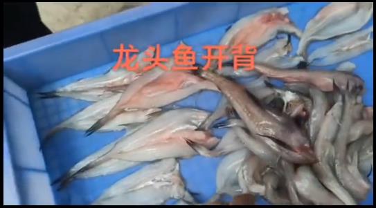 龍頭魚開背