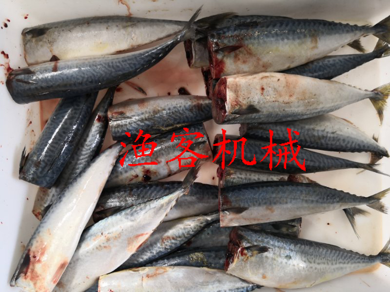 鲅魚去魚頭實(shí)拍視頻